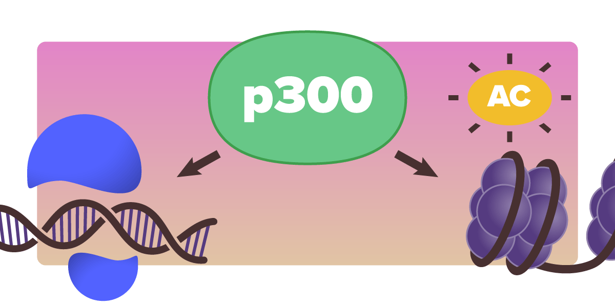 p300