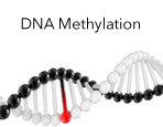 DNA Methylation Products