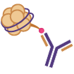 Histone Modifications