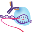 Antibody with RNA