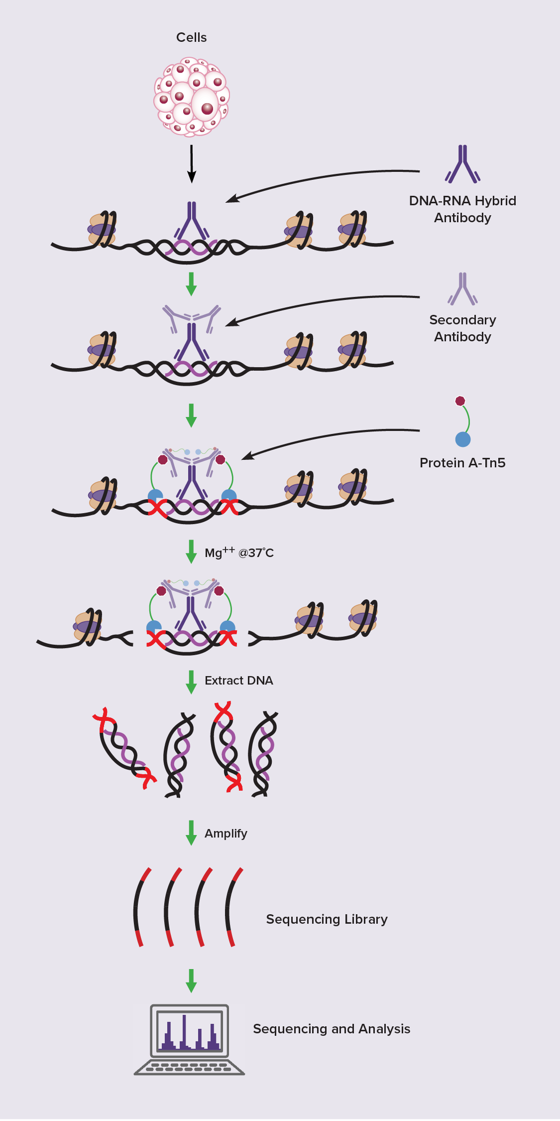 R-Loop Workflow