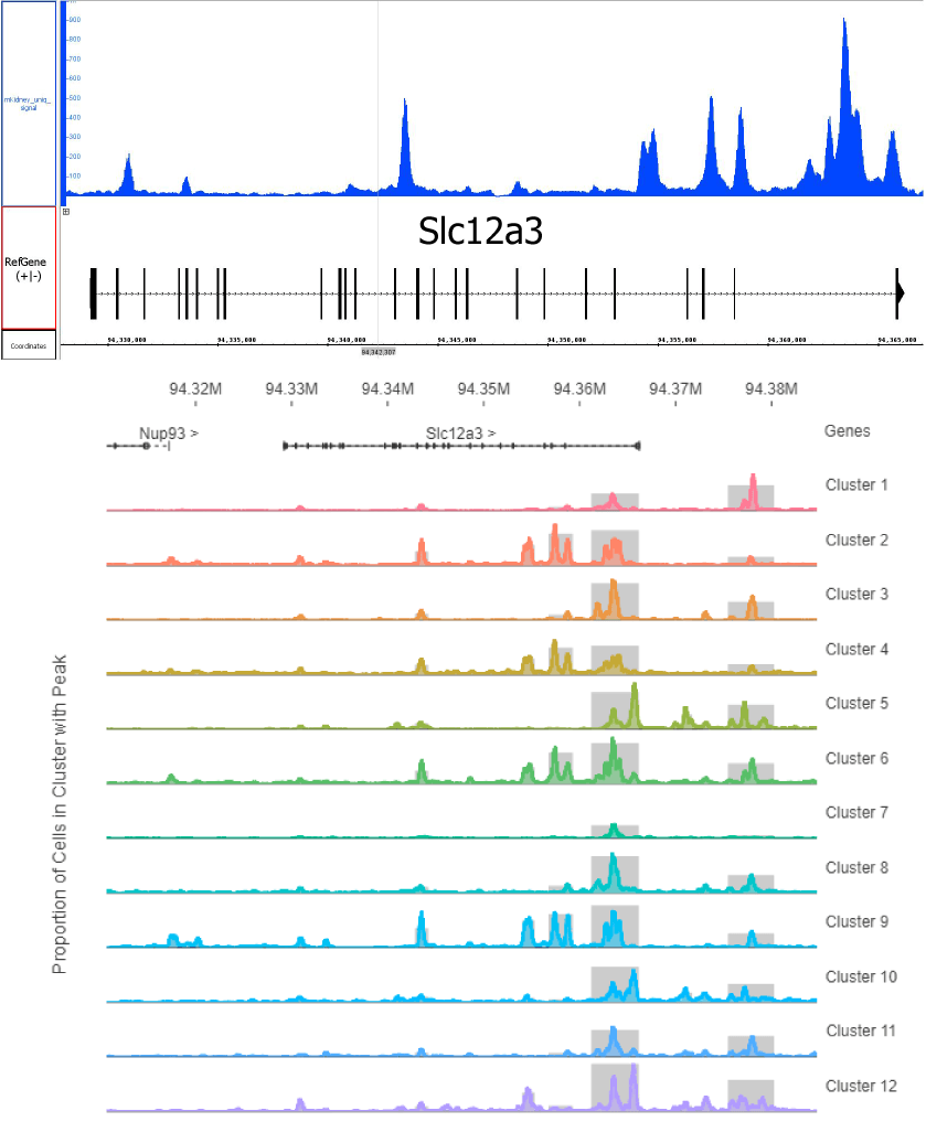 Single-Cell ATAC-Seq graph