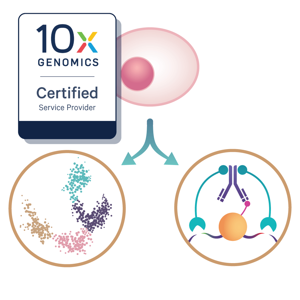 Single-Cell CUT&Tag Multiome Services