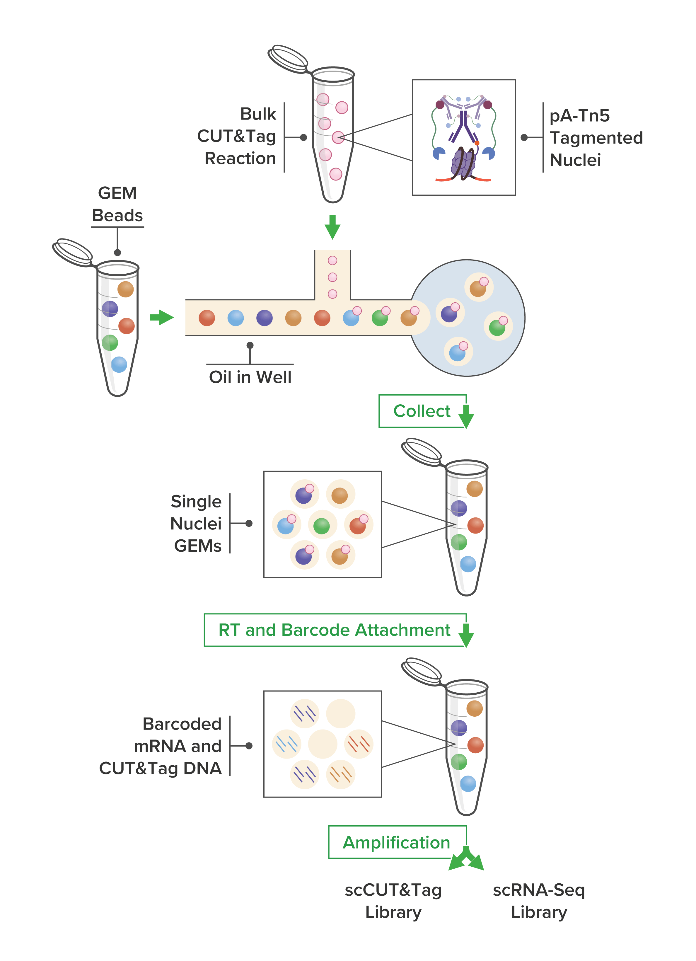 Single-Cell CUT&Tag Multiome Workflow