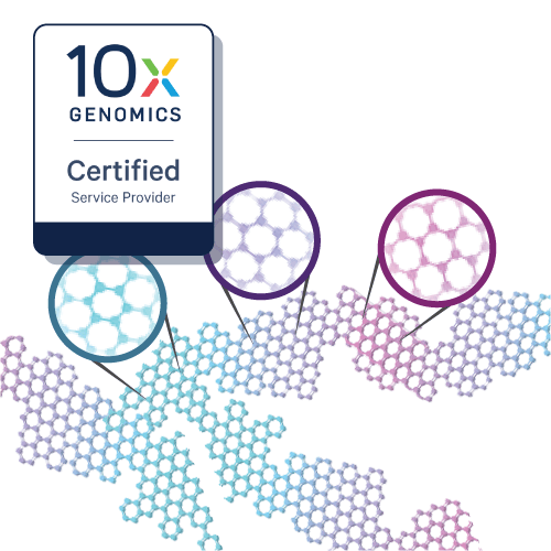 Single-Cell ATAC-Seq (scATAC-Seq) Service