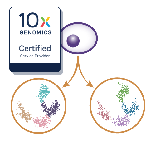 Single-Cell 10x Genomics Multiome Service
