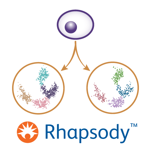 Single-Cell Multiome-Rhapsody Service