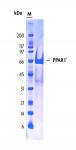 PPARγ Coomassie gel