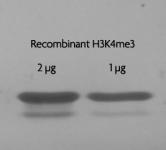 Recombinant Histone H3 trimethyl Lys4 analyzed by SDS-PAGE gel.