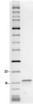 SDS-PAGE gel analysis of Recombinant Histone H2A.Z protein.