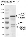Recombinant PRC2 EZH2 (Y641F) complex protein gel.
