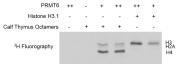 PRMT6 activity assay