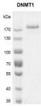 DNMT1 protein Coomassie gel