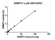 DNMT1 protein DNMT assay