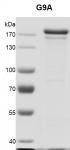 EHMT2 (G9a) Coomassie gel