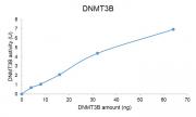 DNMT3B protein DNMT assay