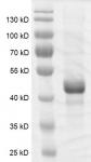 DNMT3L protein Coomassie gel