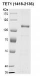 Recombinant TET1 protein gel