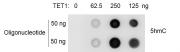 Recombinant TET1 protein activity assay.