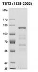 Recombinant TET2 protein gel.