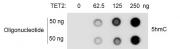 Recombinant TET2 protein activity assay