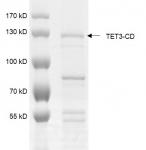 TET3 Coomassie gel