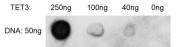 TET3 activity assay