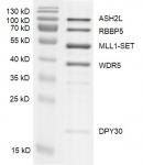 Recombinant KMT2A (MLL1) complex Coomassie gel