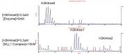Recombinant KMT2A (MLL1) complex HMT activity assay