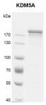 JARID1A / KDM5A Coomassie gel