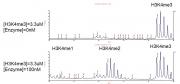 JARID1A / KDM5A activity assay