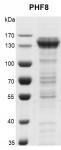Recombinant PHF8 protein gel.