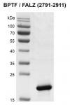 Recombinant BPTF / FALZ (2791-2911) protein gel.