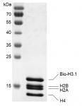 Recombinant Histone Octamer (H3.1) - biotinylated, SDS-PAGE gel.