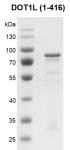 Recombinant DOT1L Coomassie gel