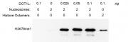Recombinant DOT1L (1-416) protein activity assay.