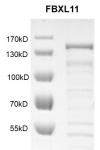 KDM2A / FBXL11 protein Coomassie gel