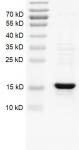 Recombinant Histone H2B protein gel.