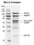 Recombinant KMT2D (MLL2) complex Coomassie gel