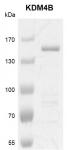JMJD2B / KDM4B protein Coomassie gel