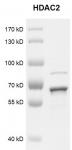 HDAC2 protein Coomassie gel