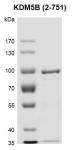 Recombinant JARID1B / KDM5B (2-751) SDS-PAGE Gel