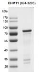 EHMT1 (894-1298) protein Coomassie Blue gel.