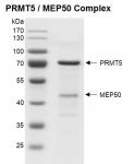 Recombinant PRMT5 / MEP50 complex - protein gel.