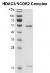 Recombinant HDAC3 / NCOR2 Complex gel.