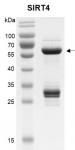 Recombinant SIRT4 (25-314) SDS-PAGE gel.