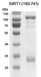 SDS-PAGE Recombinant SIRT1 (193-741)