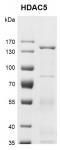 Recombinant HDAC5 protein gel.