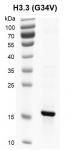 <b>Recombinant Histone H3.3 (G34V) gel.</b>