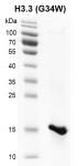 Recombinant Histone H3.3 (G34W) gel.
